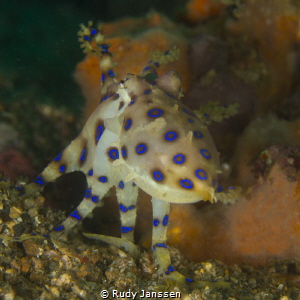 Bluering octopus by Rudy Janssen 